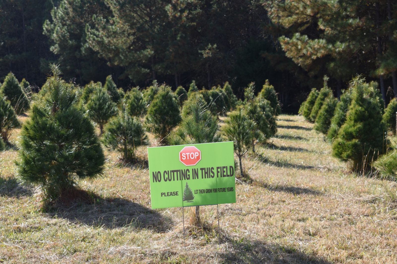 Stephen Steed of Merry Christmas Tree Farm partitions off certain fields, such as this pine plot, to allow for sustained growth. (Photo/Molly Hulsey)