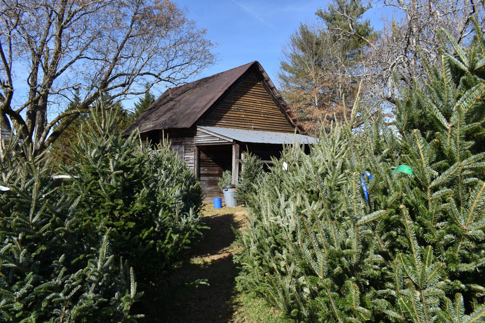 Merry Christmas Tree Farm's Stephen Steed was only able to get two-thirds of the Fraser fir trees he had ordered from his North Carolina supplier this year. (Photo/Molly Hulsey)