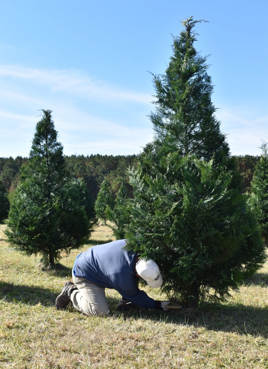 Ken Johnson of Anderson cuts down one of Merry Christmas Tree Farm's remaining cypress trees on Dec. 2. (Photo/Molly Hulsey)